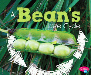 A Bean’s Life Cycle